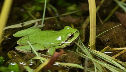 Amphibiens en France : pr&egrave;s d&rsquo;une esp&egrave;ce sur cinq est menac&eacute;e, pourquoi ?