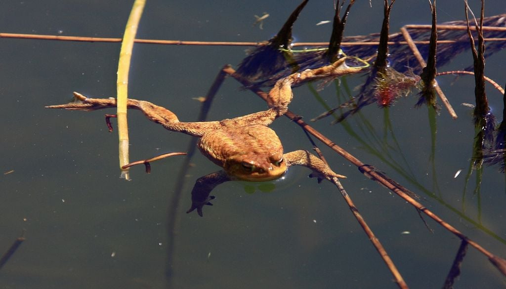 Chaque début d’année est marqué par la période de migration des amphibiens vers leurs sites de reproduction mais nombreux sont ceux qui n'arriveront jamais à destination, victimes du trafic routier. Chaque début d’année est marqué par la période de migration des amphibiens vers leurs sites de reproduction mais nombreux sont ceux qui n'arriveront jamais à destination, victimes du trafic routier.