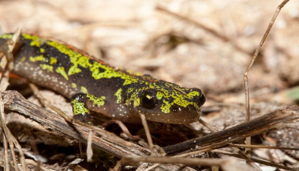 Les amphibiens sont des “sentinelles” de l'état des milieux aquatiques et humides. Les amphibiens sont des “sentinelles” de l'état des milieux aquatiques et humides.