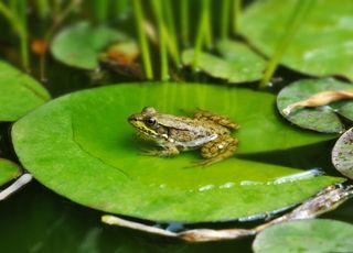 Alerte : les amphibiens sous la menace d'une extinction massive