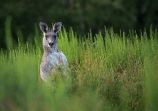 Extinct kangaroo may have mostly walked on four legs during the Pleistocene
