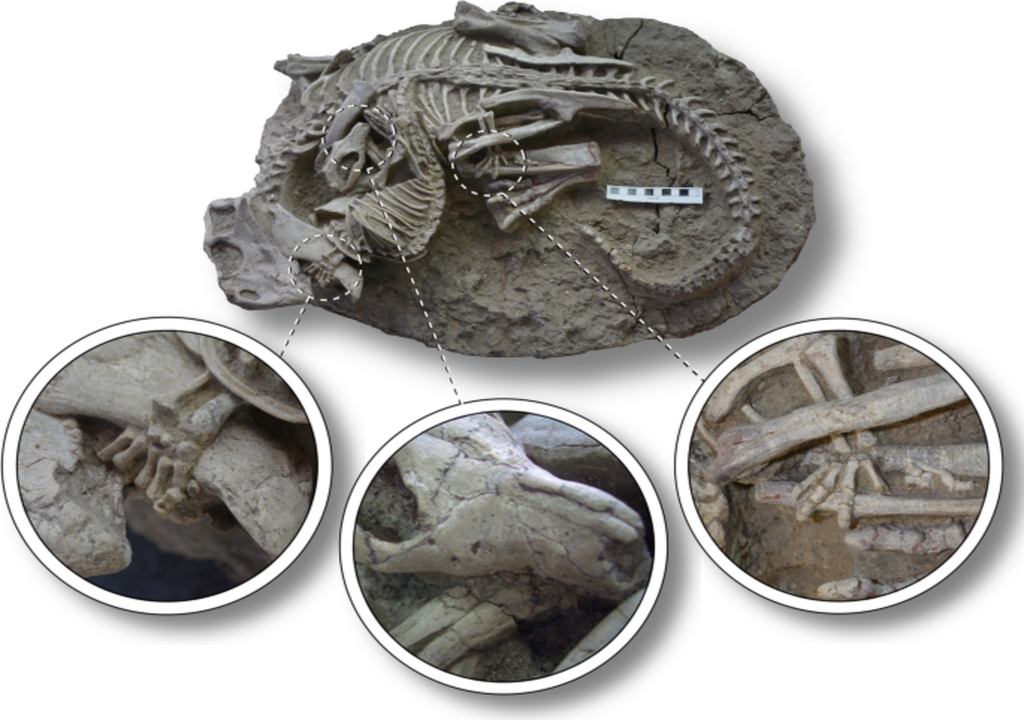 dinosaur and mammal fossil