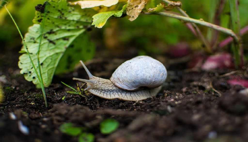 Debaixo dos nossos pés vive um ecossistema rico em organismos, fundamental para a biodiversidade, a agricultura e o clima. Foto: dannaragrim/Pixabay