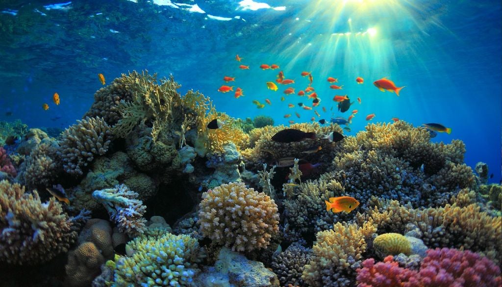 Corais Através da análise dos corais pode inferir-se a temperatura da água do mar