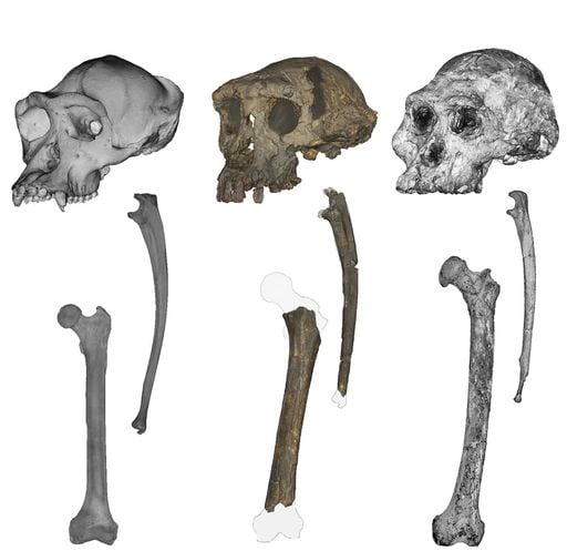 Los cient&iacute;ficos encuentran el ancestro humano b&iacute;pedo, m&aacute;s antiguo del mundo, datado en 7 millones de a&ntilde;os en el Chad
