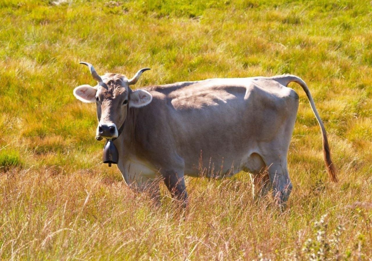 En este estudio se descubrió que las vacas también se benefician especialmente del contacto humano. Incluso se ha descubierto que los mayores beneficios provienen del contacto físico con las mujeres. Crédito de la imagen Wikipedia