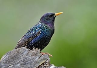 Vögel sprechen auch "Dialekte", von denen einige sogar sehr alt sind.
