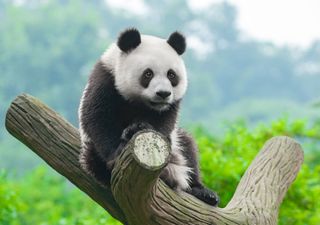 Anche i panda usano i social network per comunicare, ecco in che modo