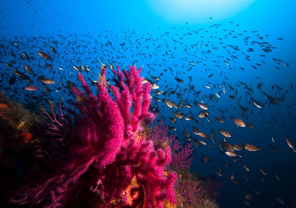 barreira de corais no Mediterrâneo