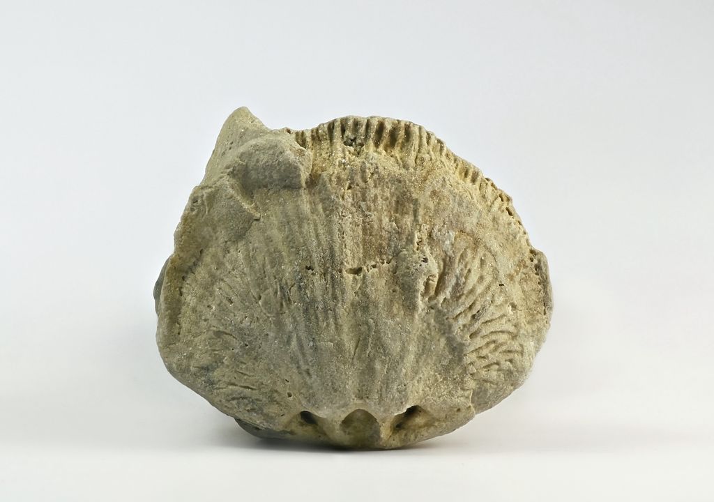 Brachiopod fossil.