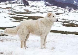 Ancient dog breed trained to guard Scottish sheep from sea eagles