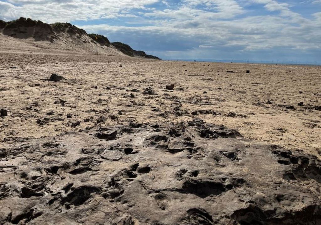 Ancient footprint beds reveal a decline of large animal diversity