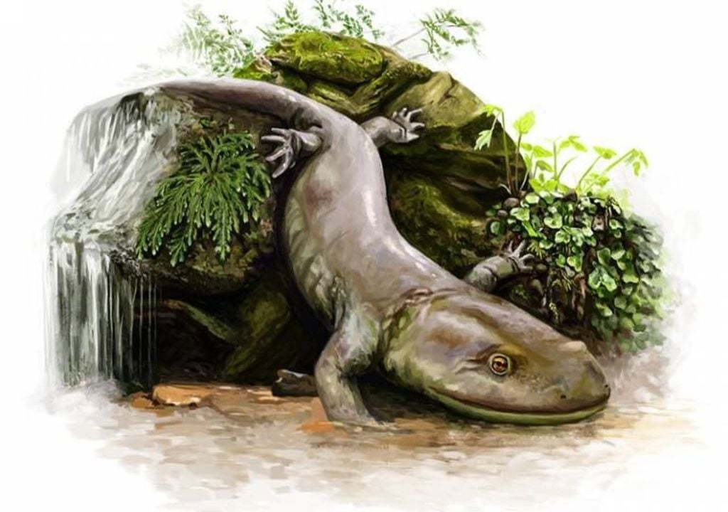 Ancient fossil reveals clue to salamander origins