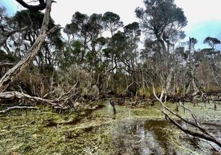 Os antigos humanos utilizavam o fogo para gerir a paisagem, segundo uma equipa do Reino Unido e da Austrália