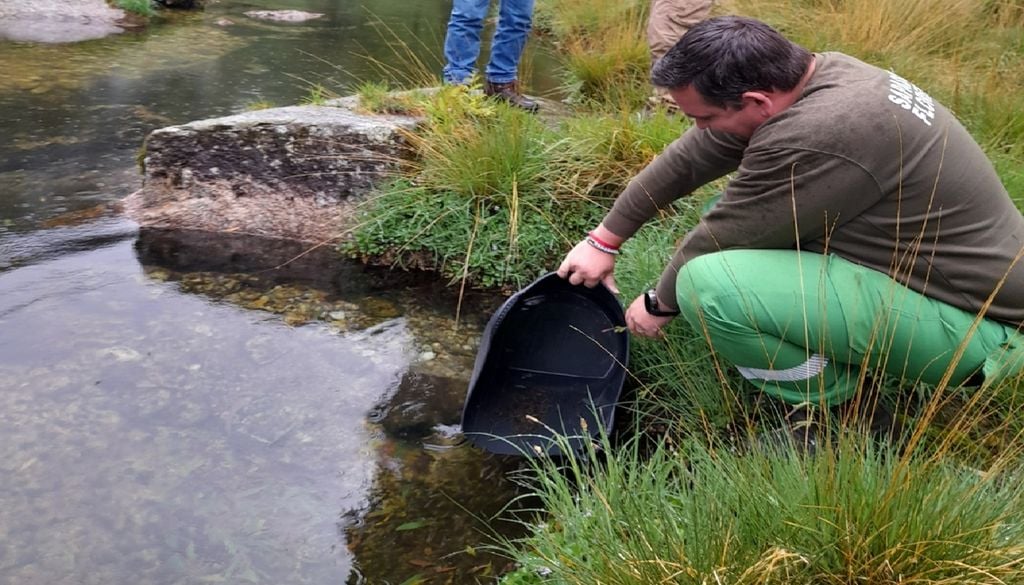 A libertação da espécie foi feita em oito locais diferentes do Âncora, selecionados por reunirem as melhores condições. Foto: Município de Viana do Castelo