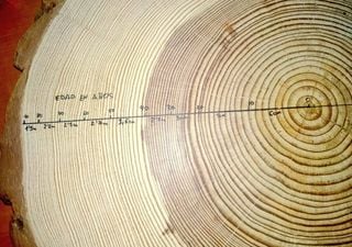 Anéis de árvore mostram registo de evento de atividade solar extrema