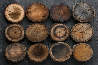 Anéis de árvore revelam: Amazônia vive um ciclo hidrológico mais extremo; chuvas intensas e secas severas se aproximam