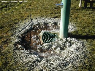 Anémonas de hielo