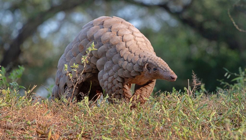 El pangolín, víctima de la caza furtiva en Camboya, es una de las principales especies amenazadas del país asiático.
