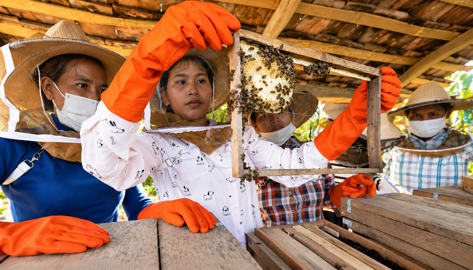Formation d’apiculteurs locaux dans les forêts entourant Samlaut. Fondation Maddox.