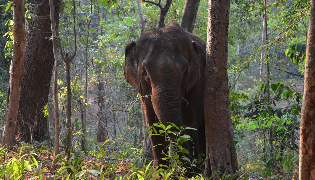 Ejemplar de elefante asiático en un bosque de Camboya.
