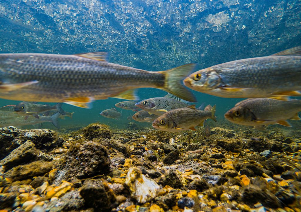 Fish swimming in a clean river, UK