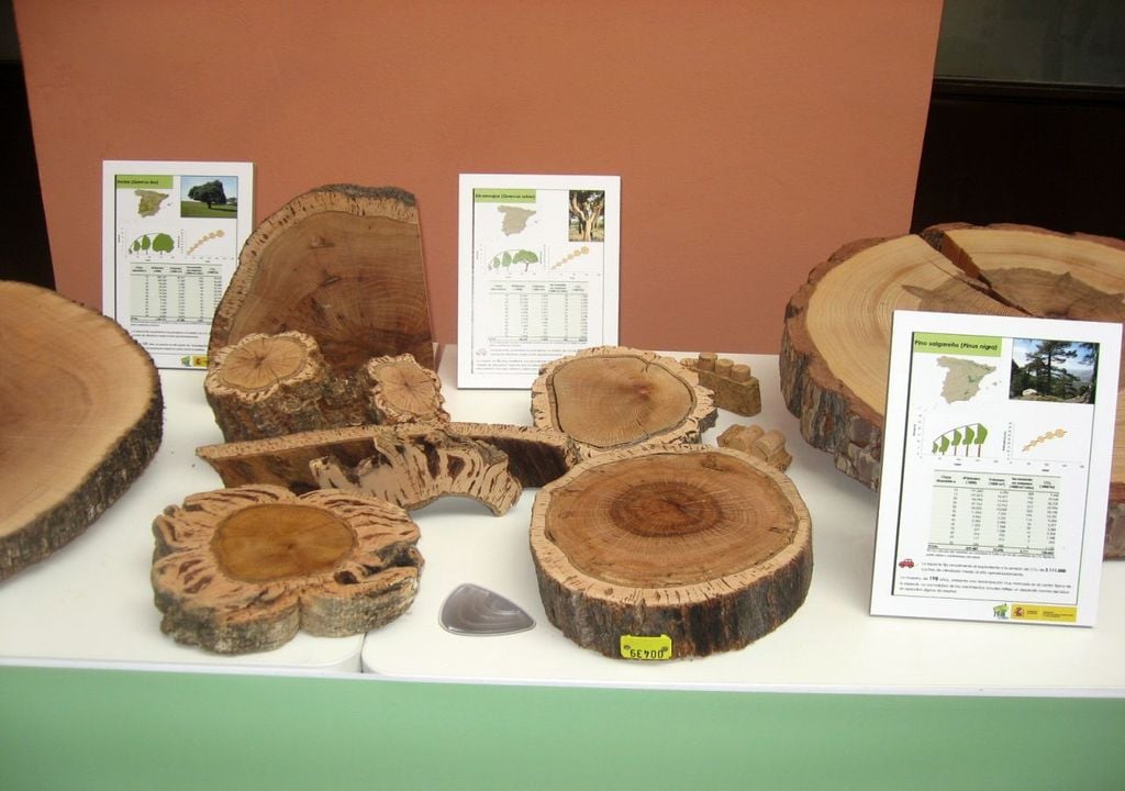 Los anillos de los árboles contienen información relevante del clima de su zona. Anillos de pinos españoles e imagen de MITECO