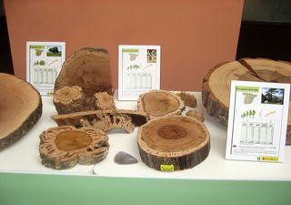 Registros de anillos de &aacute;rboles en Espa&ntilde;a revelan una intensificaci&oacute;n de las precipitaciones extremas en el Mediterr&aacute;neo