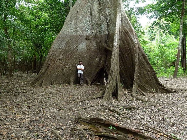 Los anillos de los árboles revelan una creciente estacionalidad de las precipitaciones en la Amazonía