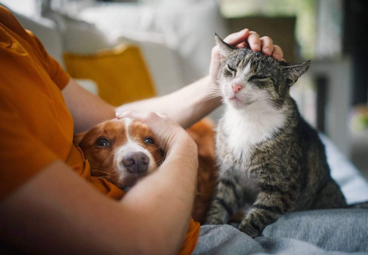 Cada vez se adoptan más perros y gatos como parte de una familia.