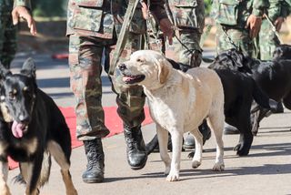 Animais militares: da Primeira Guerra à atualidade