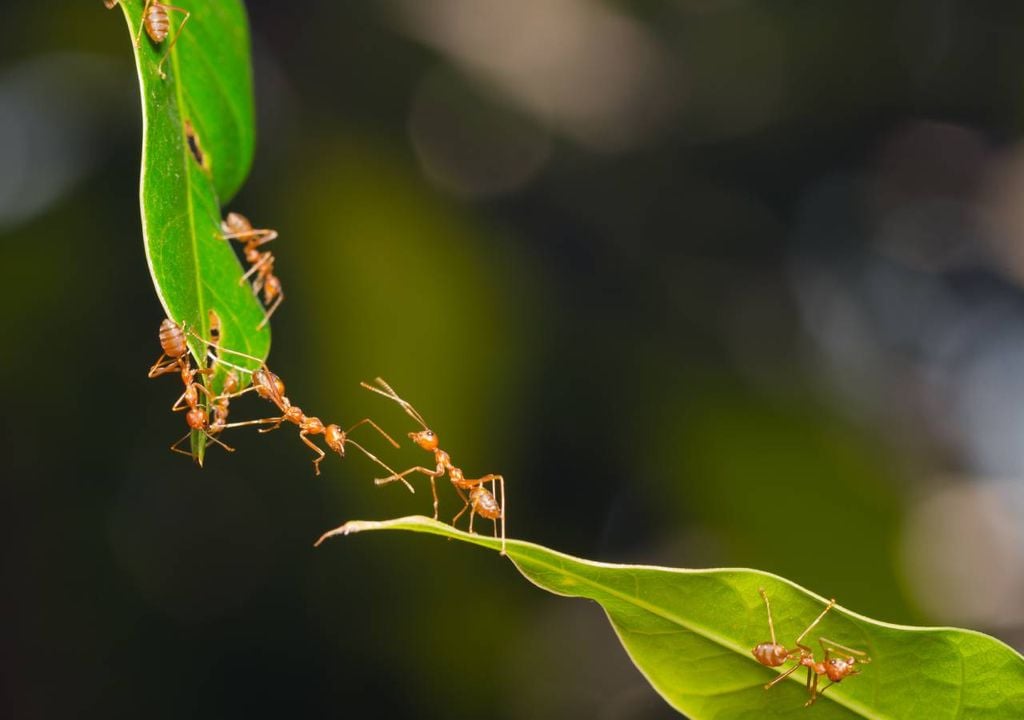 Aquecimento Global e as Formigas