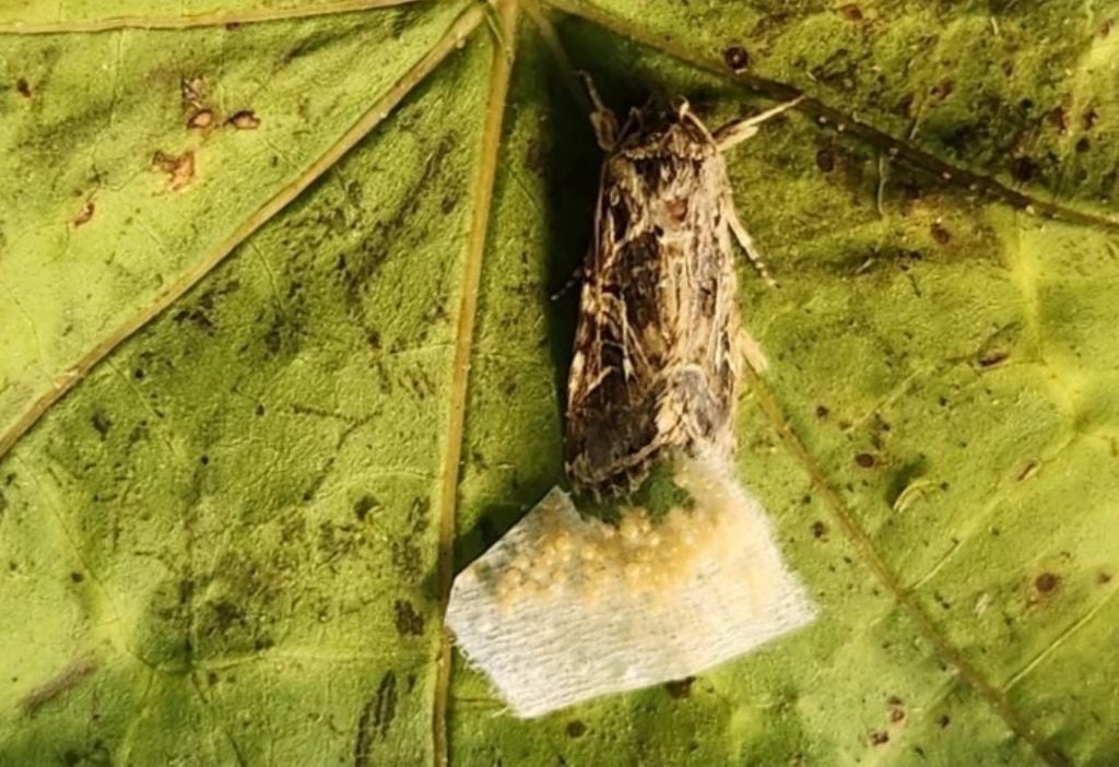 Pesquisa mostra que mariposas botavam ovos nas plantas com base nos sons que faziam, o que indicava sua saúde