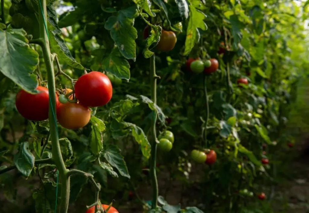 Pesquisadores observaram mariposas que botam ovos em tomateiros para que as larvas possam se alimentar deles assim que saírem da casca