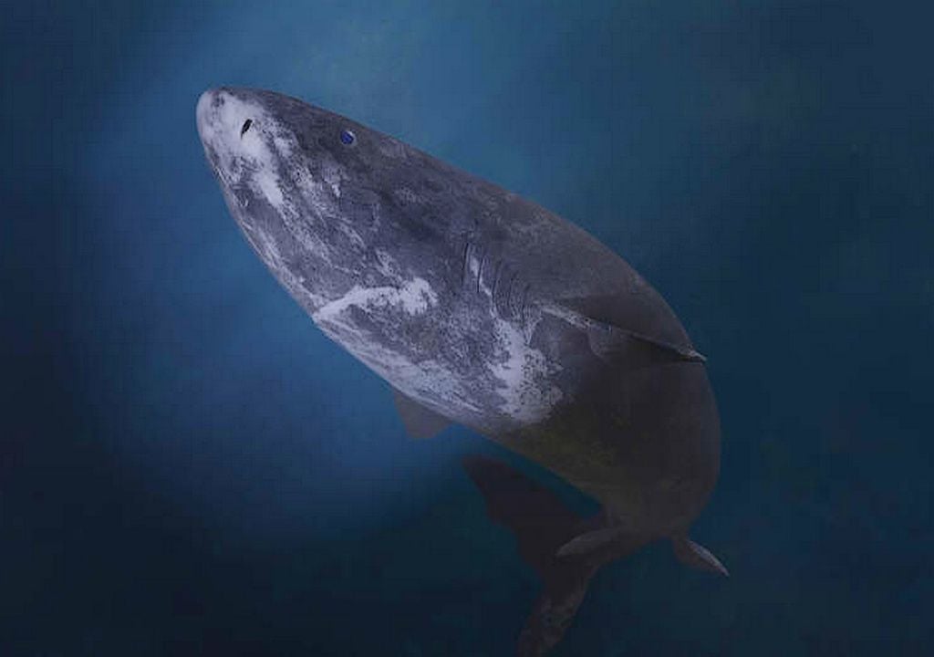 This is the oldest animal in the world, a 5-century-old marine creature