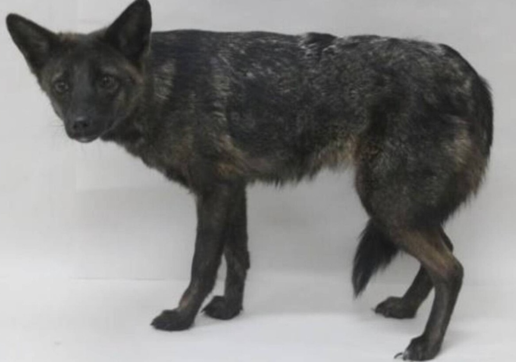 Um acidente de trânsito levou à descoberta de um dos híbridos mais raros da história.