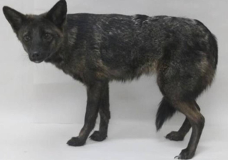 Animal raro surge após atropelamento no Rio Grande do Sul e intriga cientistas; veja aqui