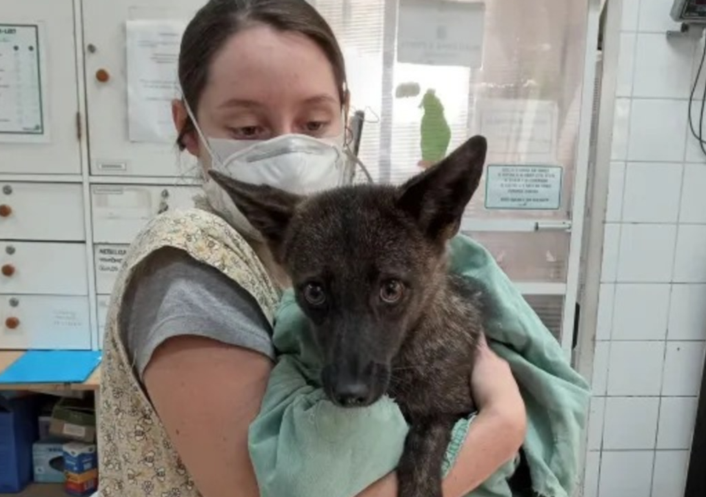 O cruzamento entre espécies diferentes intrigou cientistas no Brasil.