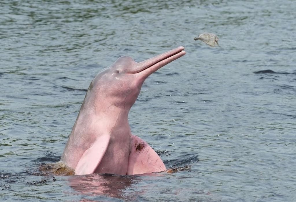 A intensificação das secas nos rios amazônicos, somada à degradação ambiental, tem provocado a morte de dezenas de animais Intensificação das secas nos rios amazônicos, somada à degradação ambiental, tem provocado a morte de dezenas de animais da espécie. Crédito: Image Broker