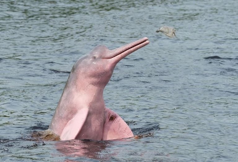 Animal simb&oacute;lico da fauna brasileira enfrenta risco real de extin&ccedil;&atilde;o na Amaz&ocirc;nia