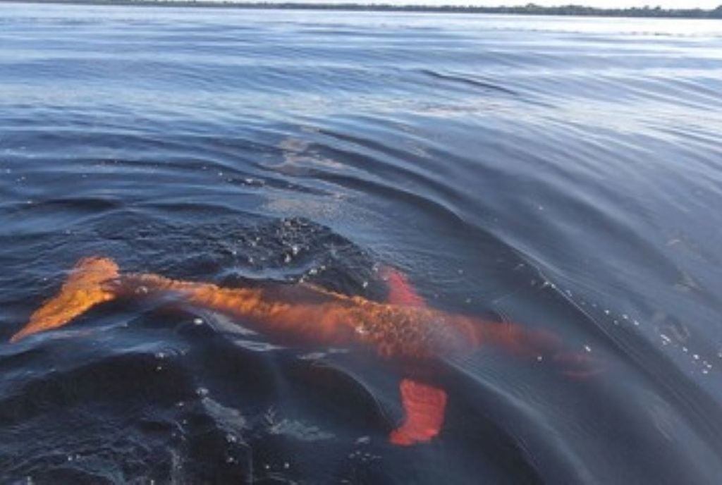 Boto cor-de-rosa é um predador de topo de cadeia e contribui para o controle das populações de peixes em rios amazônicos. Crédito: Mienakae Boto cor-de-rosa é um predador de topo de cadeia e contribui para o controle das populações de peixes em rios amazônicos. Crédito: Mienakae