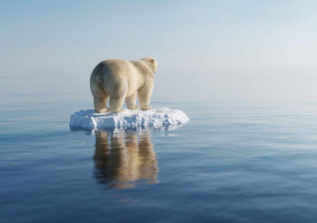 oso polar sobre trozo de hielo