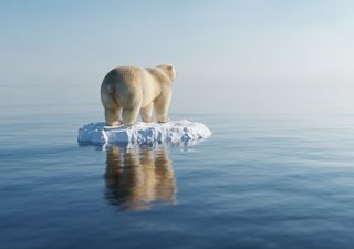 Animales cambian su aspecto anatómico debido al cambio climático