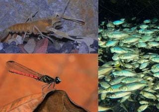 Animales de agua dulce en peligro: la alarmante cifra que pone en jaque a la biodiversidad mundial