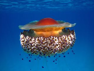 Animales marinos, el calentamiento y la acidificación oceánica