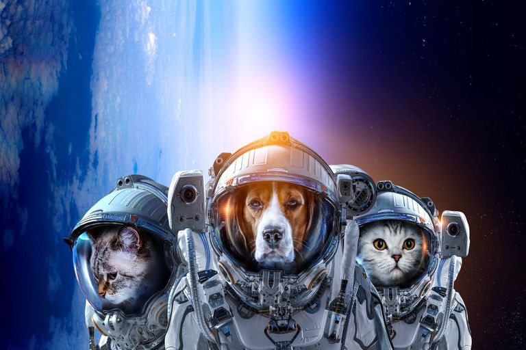 Animal astronauts: here are the animals that have been to space