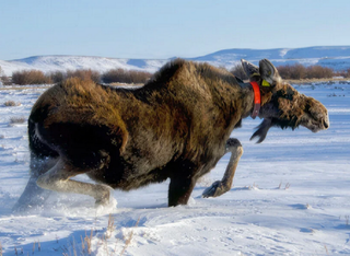 Animals as biological weather stations? Wildlife can help monitor climate change, says study