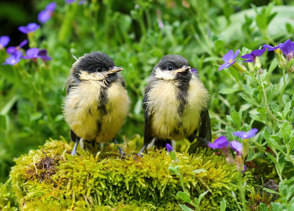 Pair of Great Tits