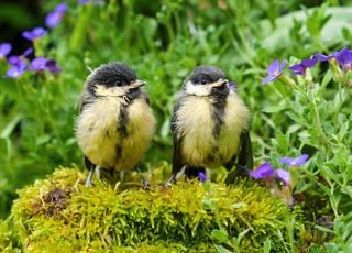 Animals: when tits adapt to climate change