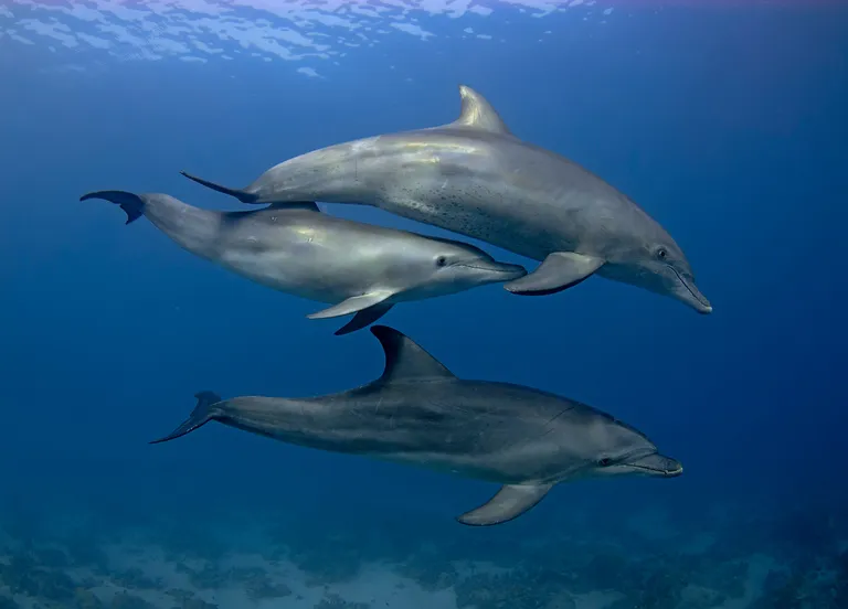 Ces espèces de dauphins pourraient avoir totalement disparues d'ici 10 ans